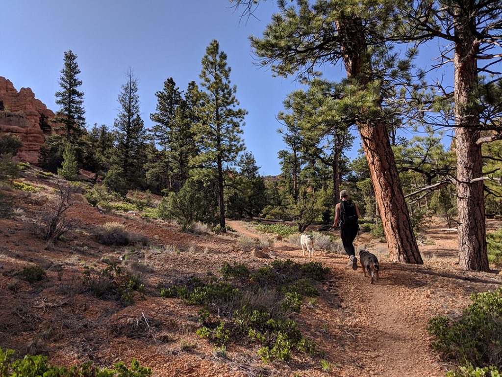Ponderosa Pines