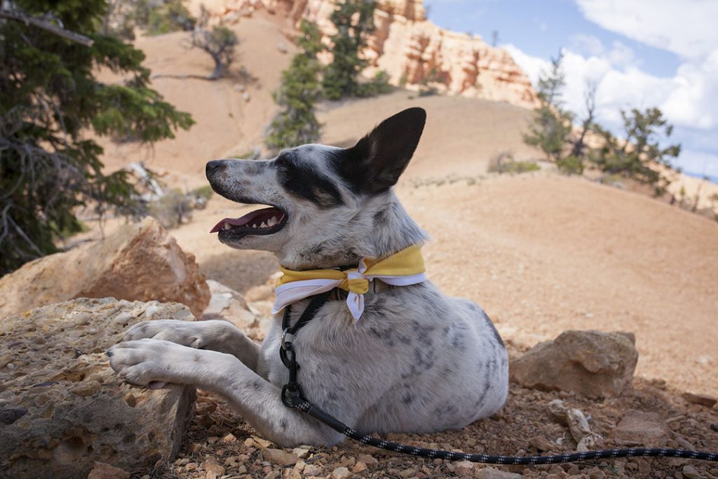 Resting dog