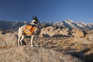 dog-friendly hiking