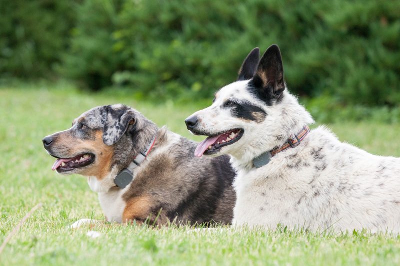 Whistle Dog tracker gift idea