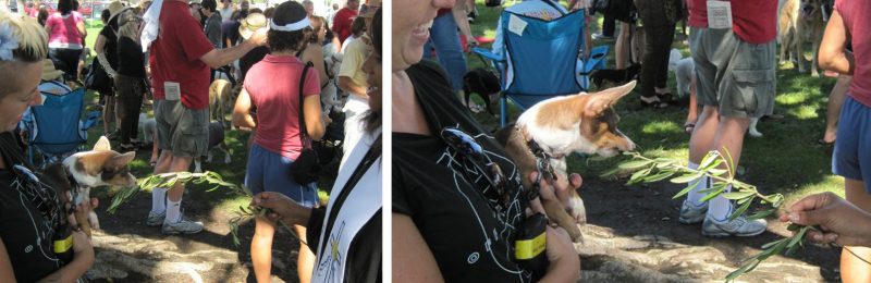 Pet Blessing