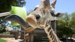 Reid park zoo