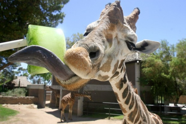 Reid park zoo