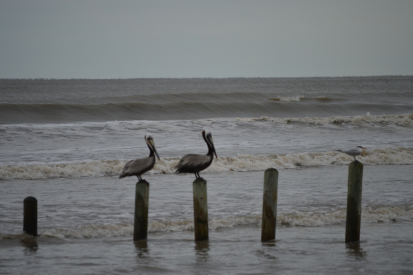 Sea rim state park - Texas