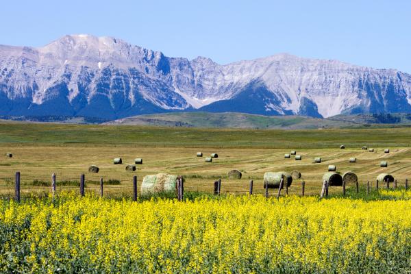 Where to travel in an RV along Alberta's scenic Cowboy Trail
Nalidsa via Shutterstock