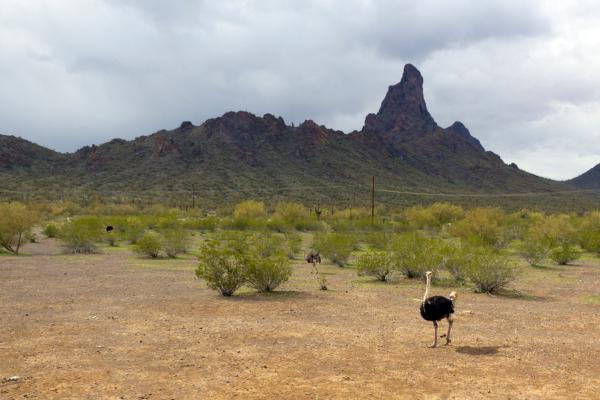 Picacho Peak RV Resort