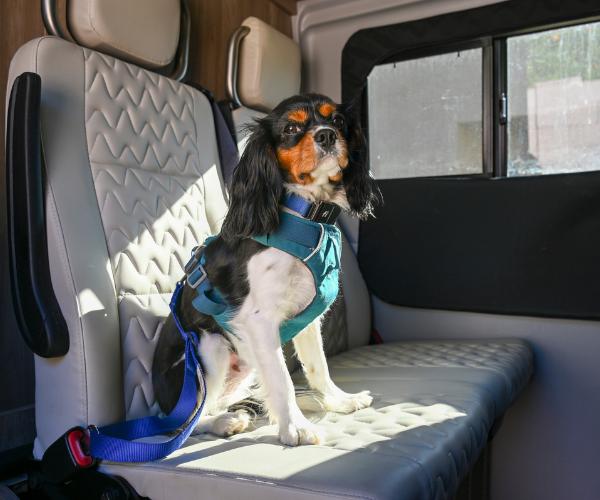 RV pet safety