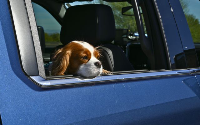 Photo © by Meagan Butler Keep pets safe in an RV