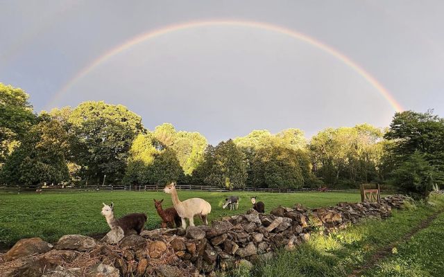 aplacas and a rainbow RV Overnights unique stay at an alpaca farm, Alpacas on a wall with a rainbow