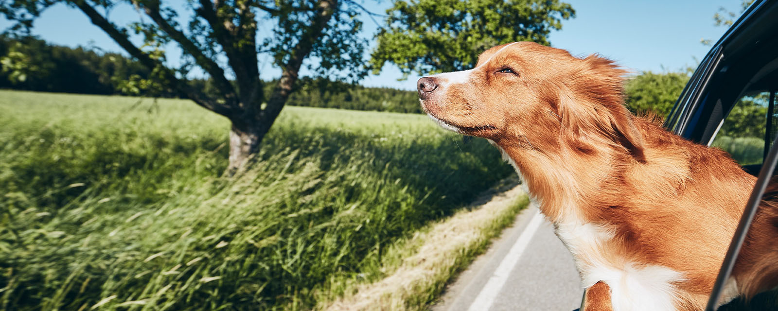 frva-header-image-1600x640-05